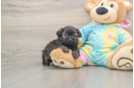 Cute Shih Poo Baby