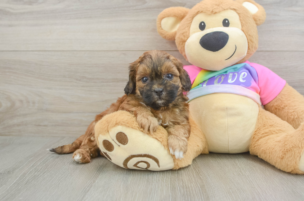 5 week old Shih Poo Puppy For Sale - Simply Southern Pups