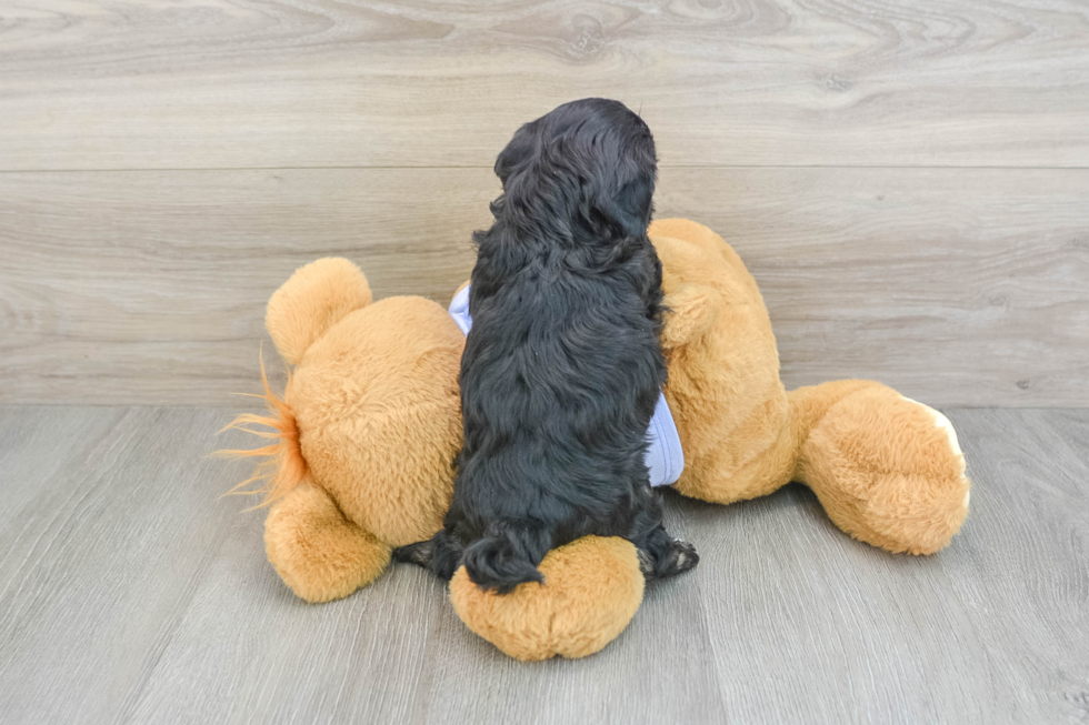 Happy Shih Poo Baby