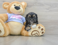 6 week old Shih Poo Puppy For Sale - Simply Southern Pups