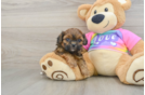 Energetic Shih Poo Poodle Mix Puppy