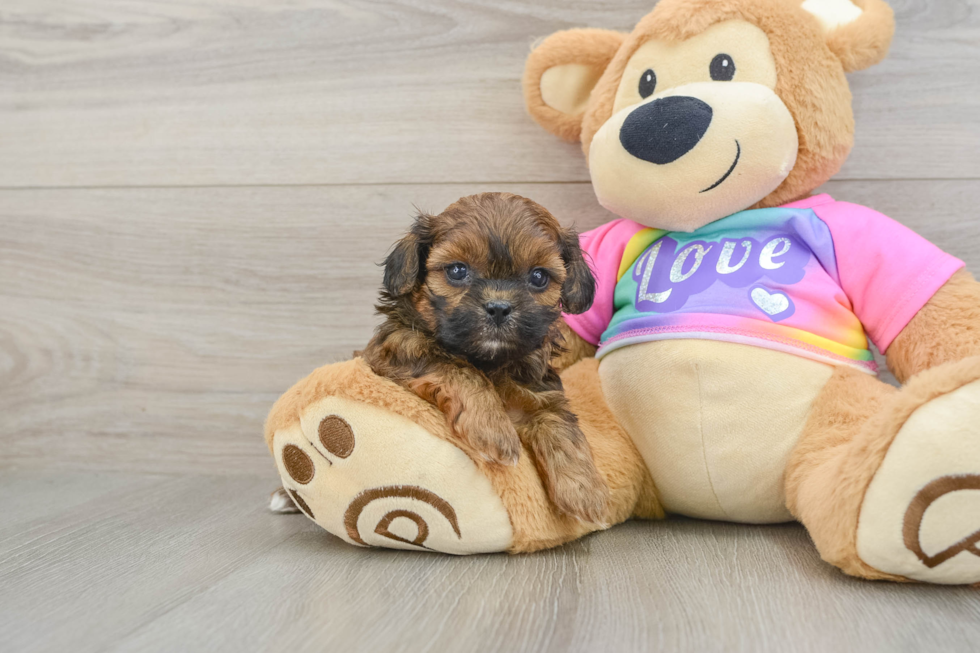 Energetic Shih Poo Poodle Mix Puppy
