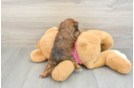 Shih Poo Puppy for Adoption