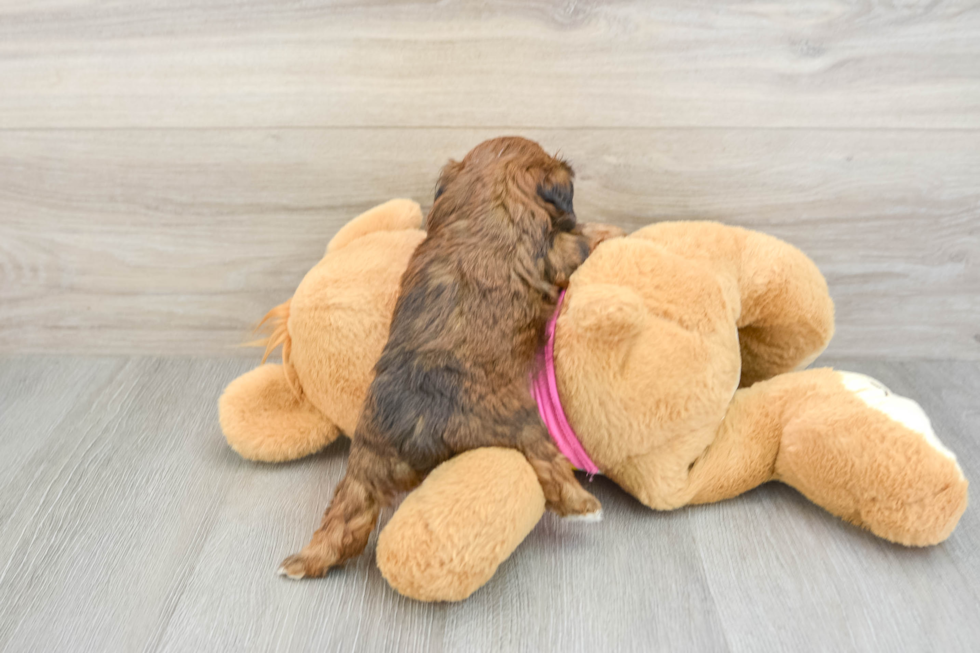 Shih Poo Puppy for Adoption
