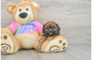 Petite Shih Poo Poodle Mix Pup