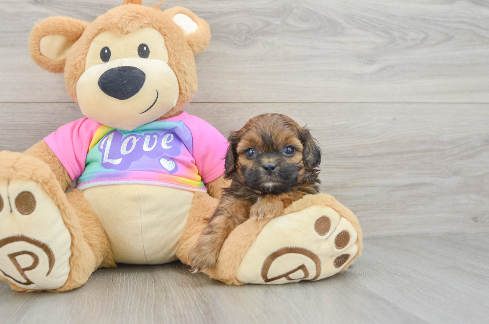6 week old Shih Poo Puppy For Sale - Simply Southern Pups