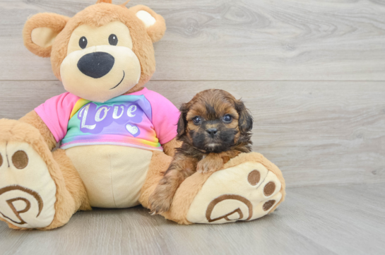 Petite Shih Poo Poodle Mix Pup