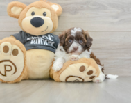 8 week old Shih Poo Puppy For Sale - Simply Southern Pups