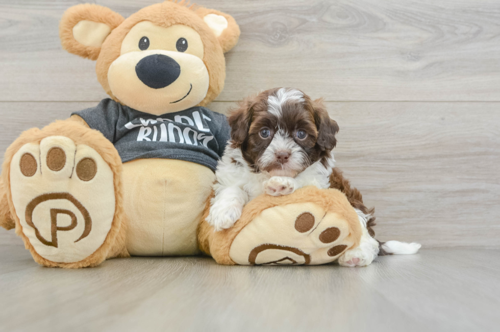 5 week old Shih Poo Puppy For Sale - Simply Southern Pups