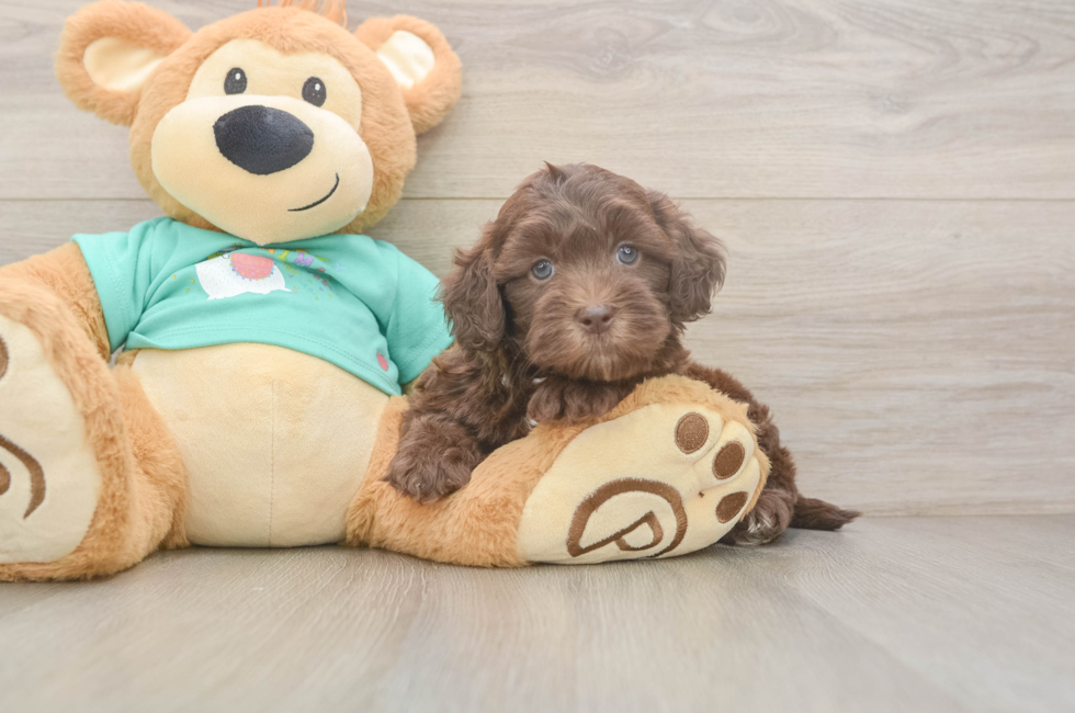 5 week old Shih Poo Puppy For Sale - Simply Southern Pups