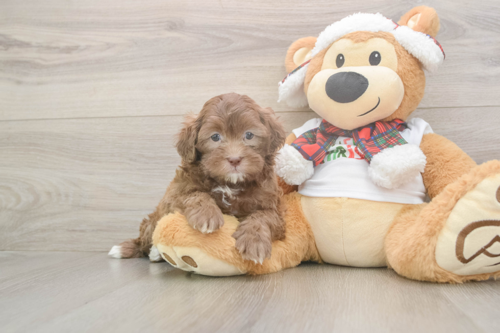 Shih Poo Puppy for Adoption