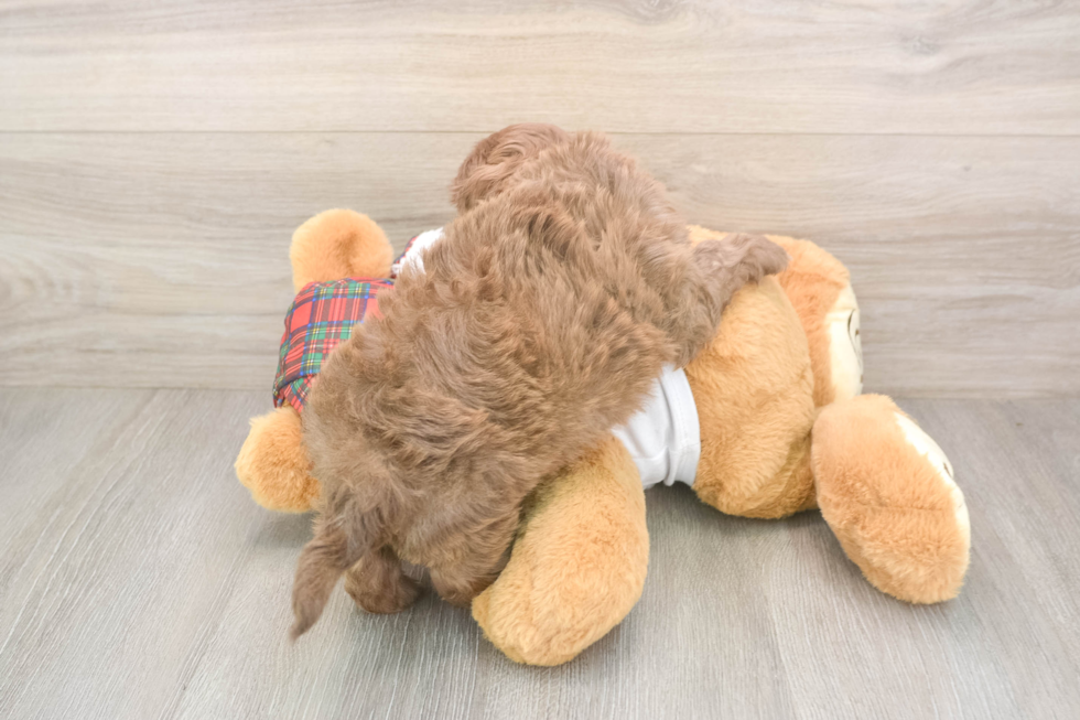 Shih Poo Pup Being Cute