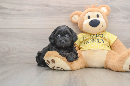 Funny Shih Poo Poodle Mix Pup