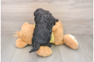 Shih Poo Puppy for Adoption