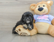 6 week old Shih Poo Puppy For Sale - Simply Southern Pups