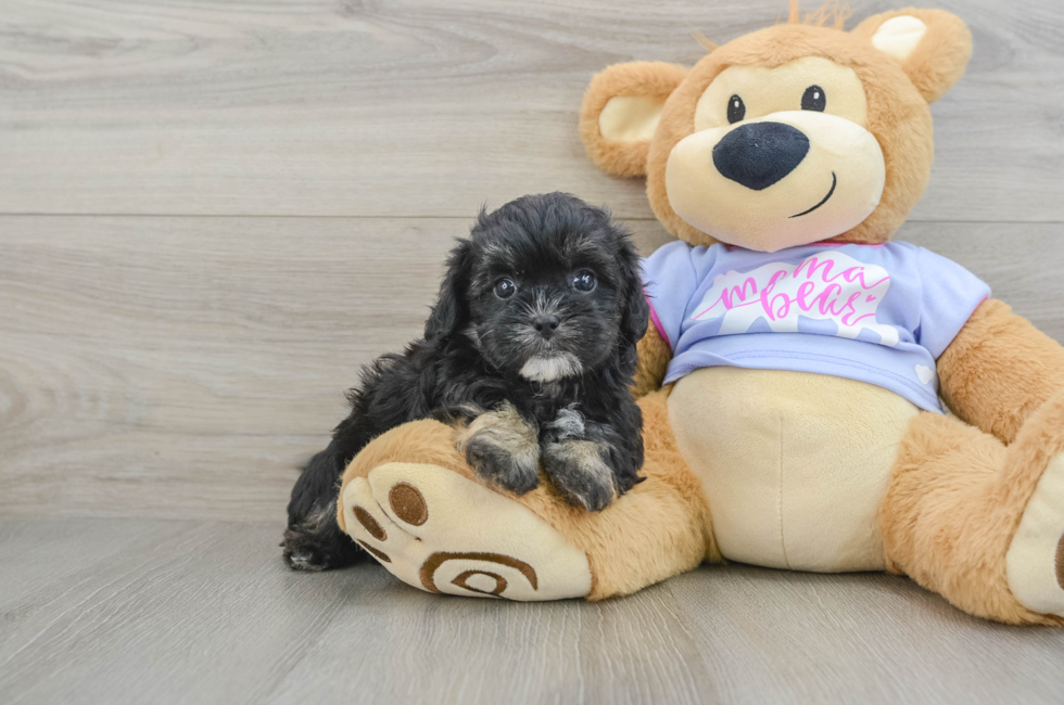 6 week old Shih Poo Puppy For Sale - Simply Southern Pups