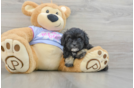 Cute Shih Poo Baby