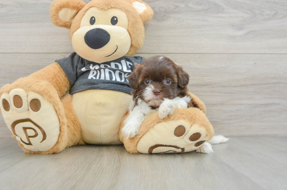 5 week old Shih Poo Puppy For Sale - Simply Southern Pups