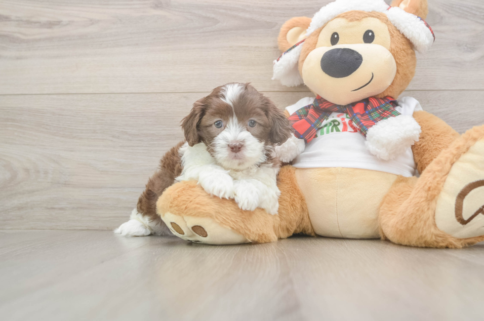 5 week old Shih Poo Puppy For Sale - Simply Southern Pups