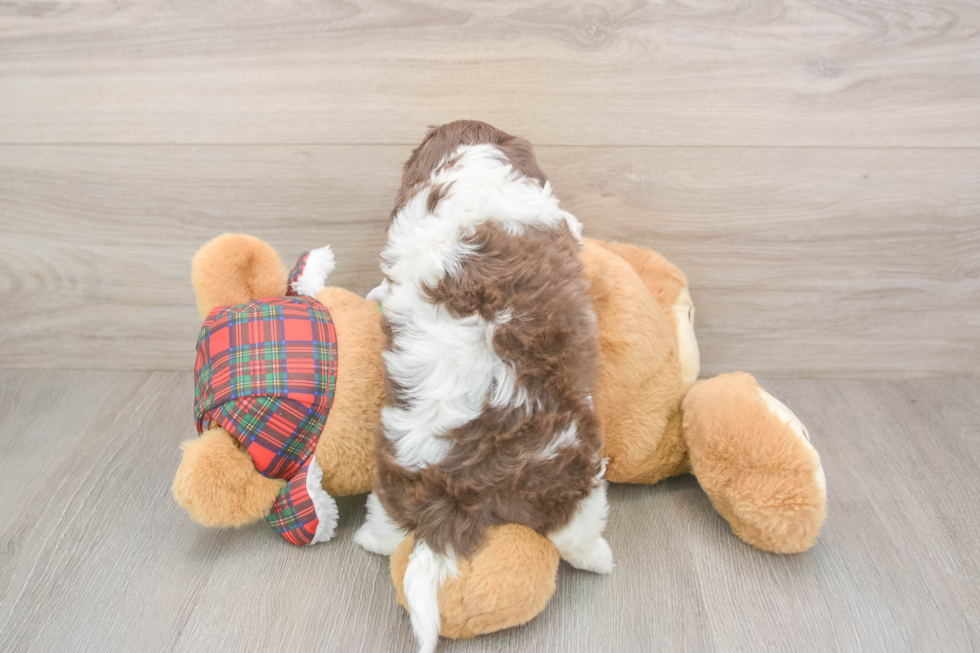 Friendly Shih Poo Baby