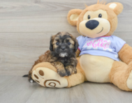 6 week old Shih Poo Puppy For Sale - Simply Southern Pups