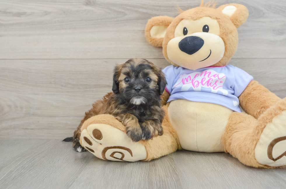 6 week old Shih Poo Puppy For Sale - Simply Southern Pups