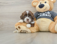 8 week old Shih Poo Puppy For Sale - Simply Southern Pups