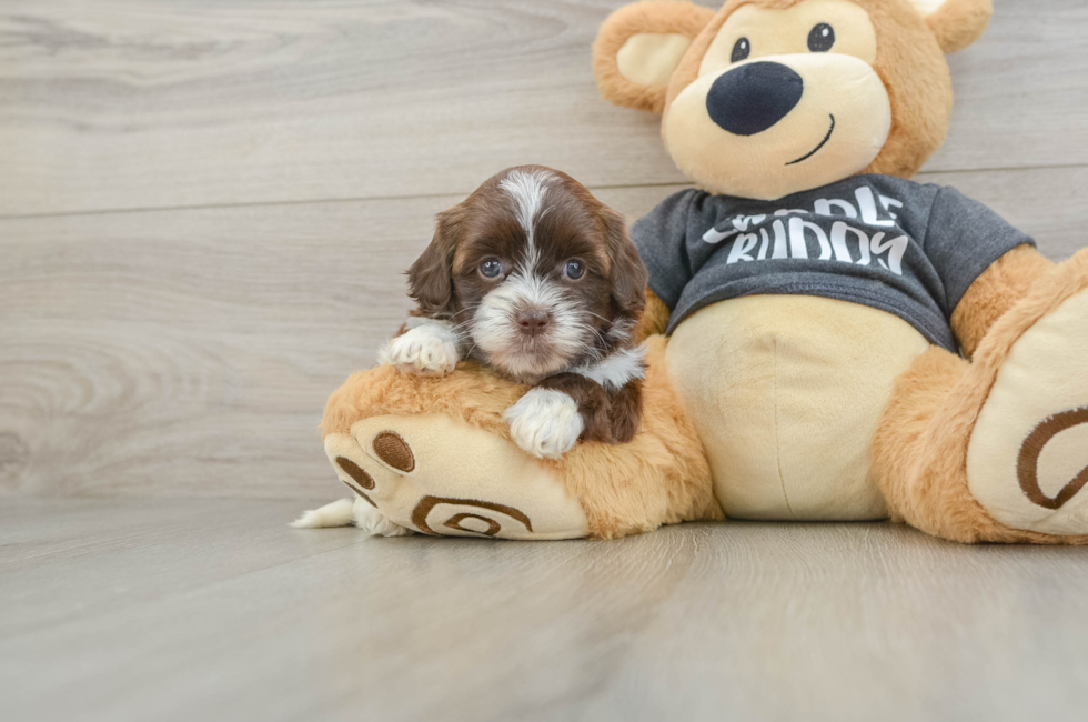 5 week old Shih Poo Puppy For Sale - Simply Southern Pups