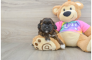 Shih Poo Pup Being Cute