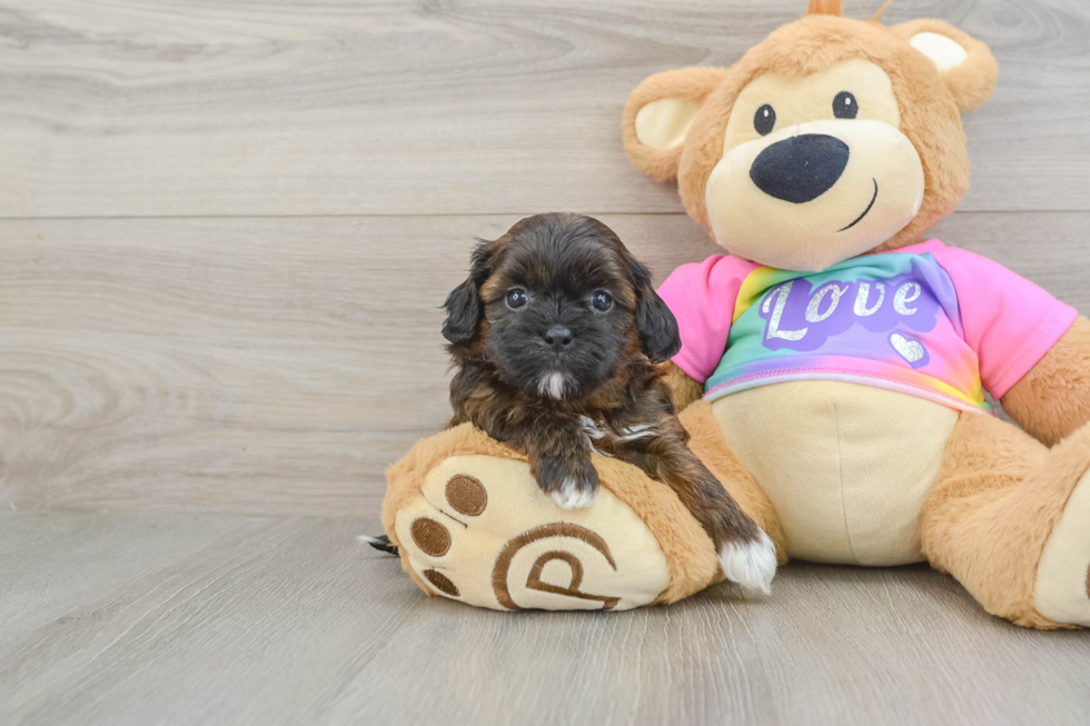 Shih Poo Pup Being Cute