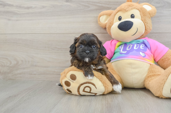 Shih Poo Pup Being Cute