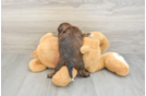 Shih Poo Pup Being Cute