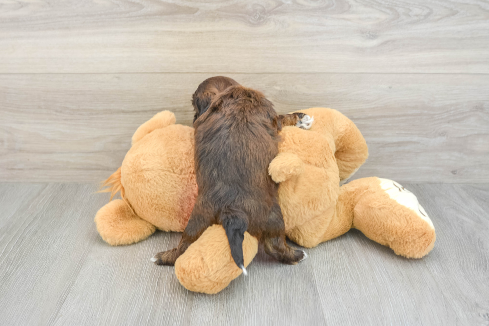 Shih Poo Pup Being Cute