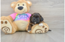 Happy Shih Poo Baby
