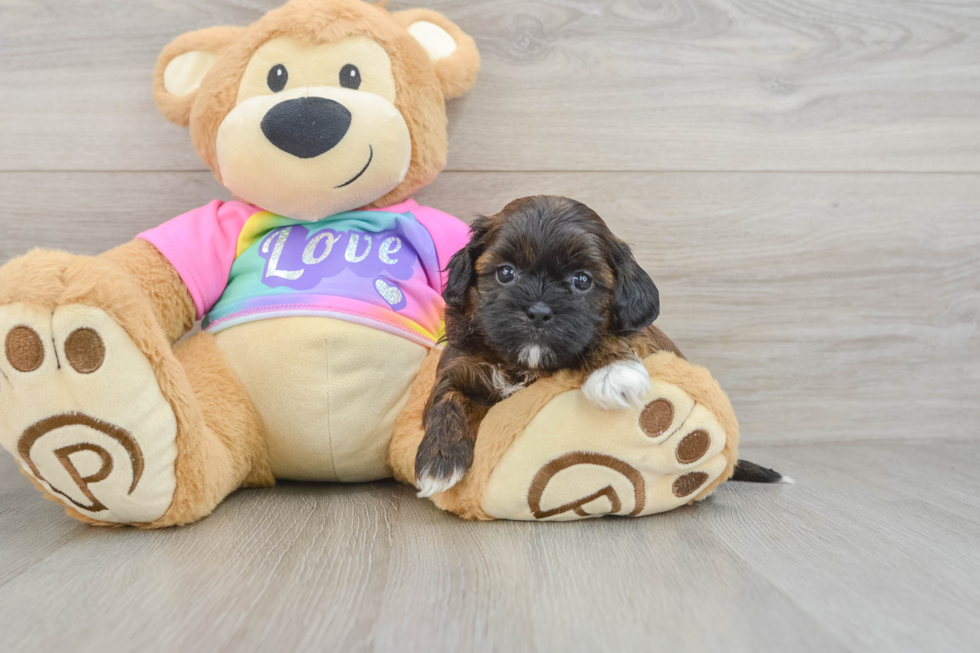 Happy Shih Poo Baby