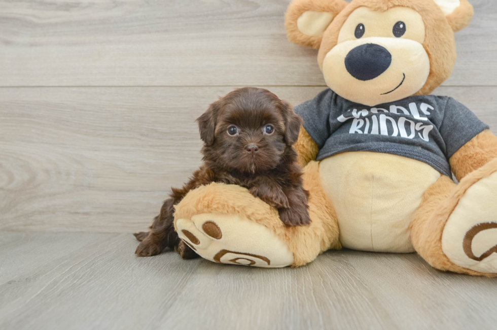 5 week old Shih Poo Puppy For Sale - Simply Southern Pups