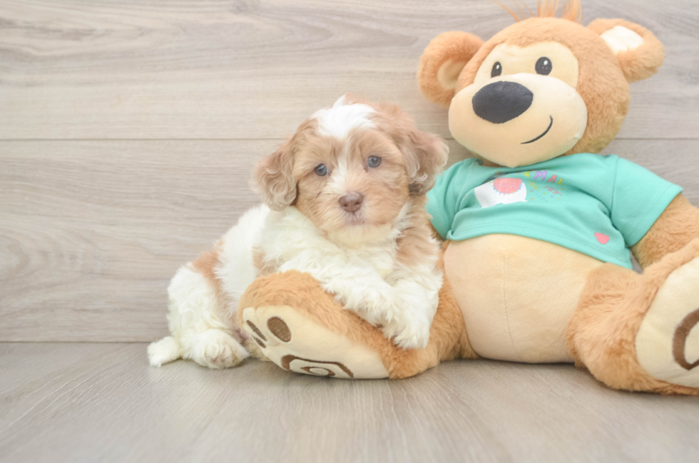 5 week old Shih Poo Puppy For Sale - Simply Southern Pups