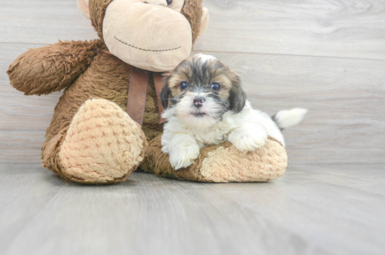 teacup shih poo puppies