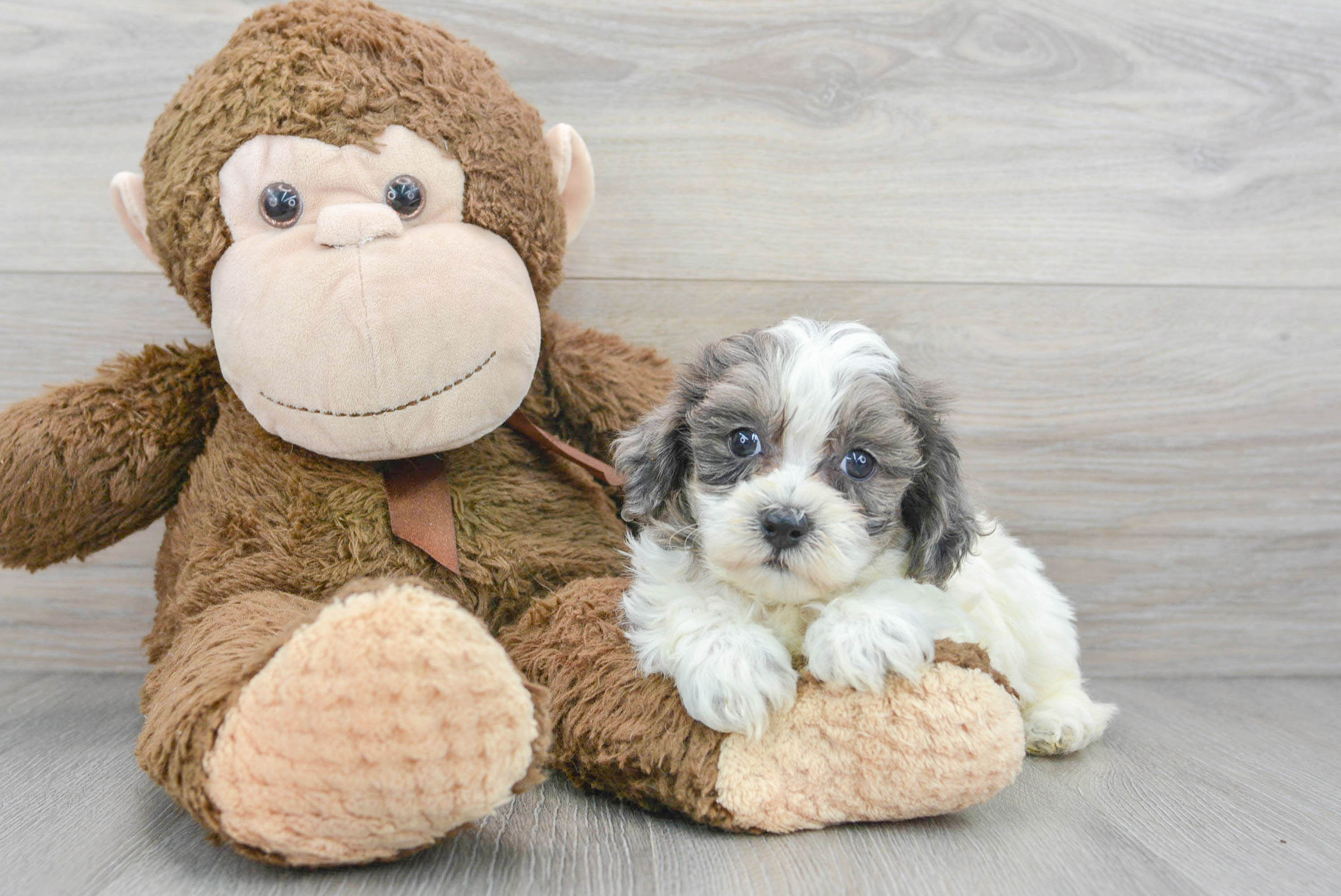 Merle clearance shih poo