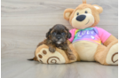 Little Shihpoo Poodle Mix Puppy