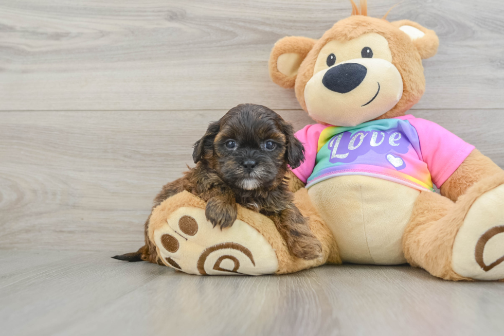 Little Shihpoo Poodle Mix Puppy
