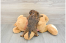 Shih Poo Pup Being Cute