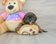 8 week old Shih Poo Puppy For Sale - Simply Southern Pups