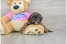 Shih Poo Puppy for Adoption