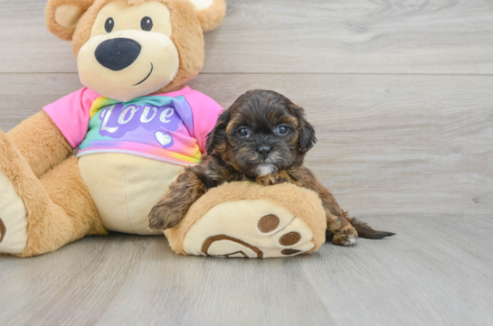 Shih Poo Puppy for Adoption