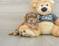 8 week old Shih Poo Puppy For Sale - Simply Southern Pups