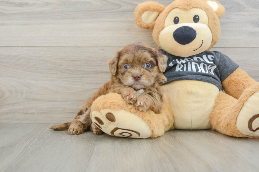 5 week old Shih Poo Puppy For Sale - Simply Southern Pups