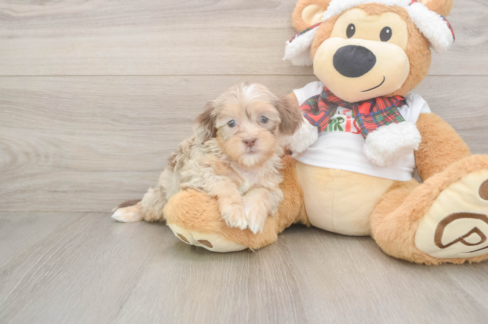 5 week old Shih Poo Puppy For Sale - Simply Southern Pups