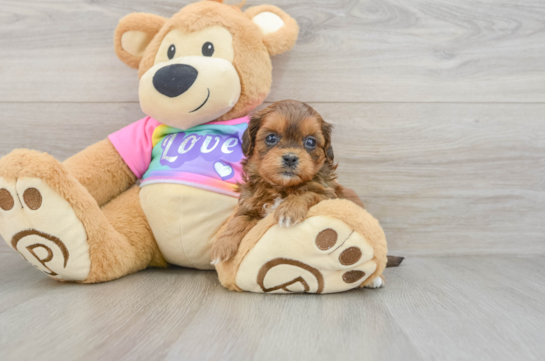 Shih Poo Pup Being Cute