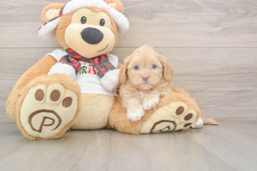 5 week old Shih Poo Puppy For Sale - Simply Southern Pups